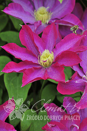 Клематис гибридный Какио